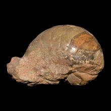 Trilobite dIllaenus enroul